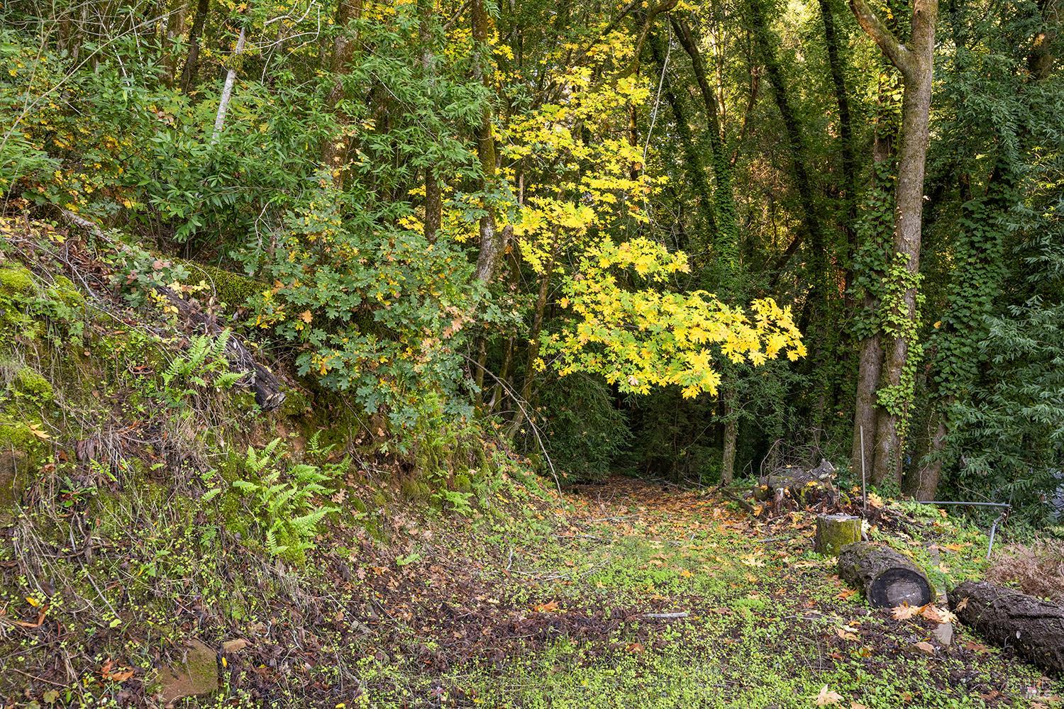 1194 Felta Road Healdsburg, CA 95448 - Photo 52 of 52 a view of outdoor space and trees