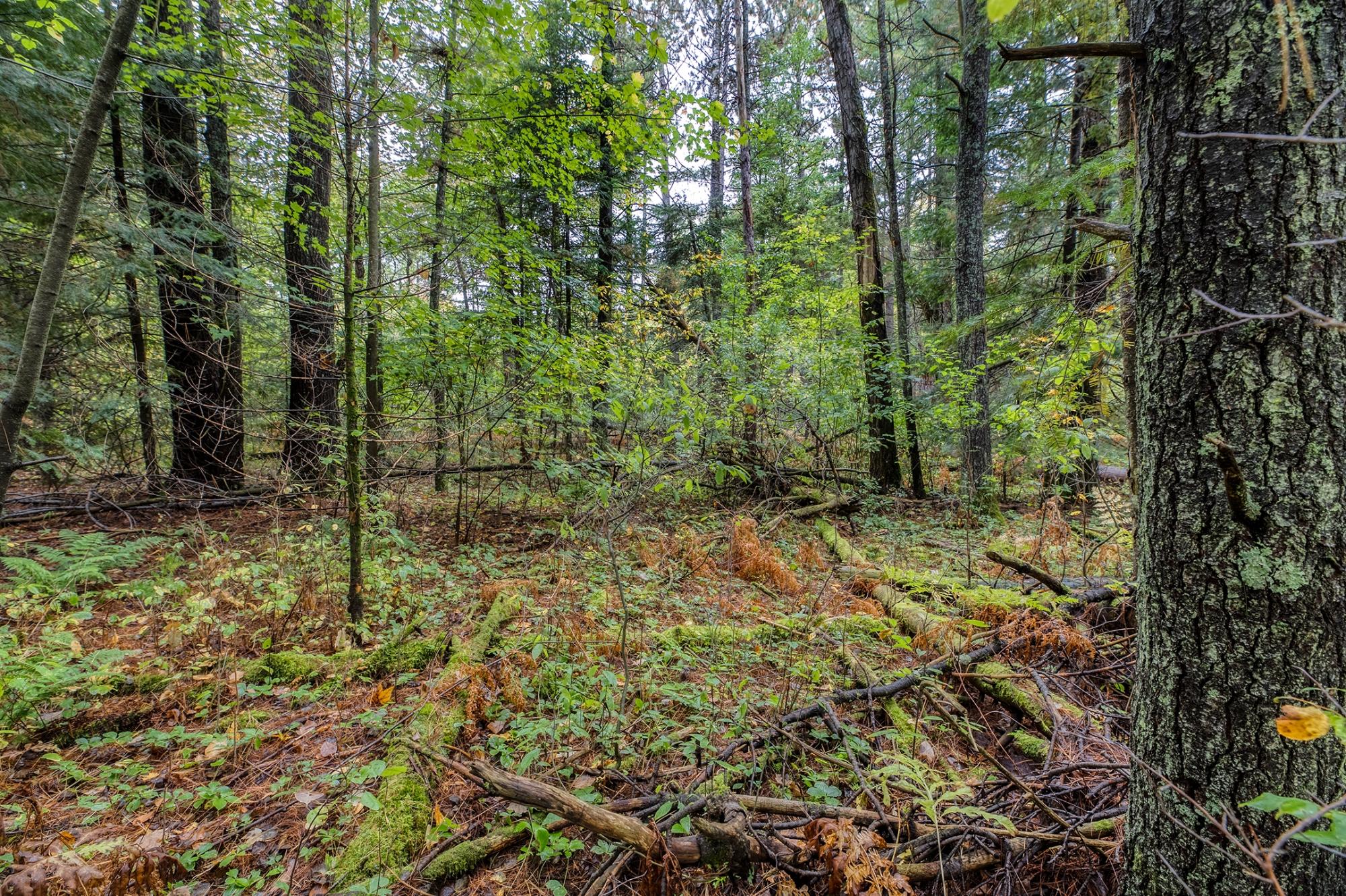 Off Loon Lake Road Eagle River, WI 54521 - Photo 9 of 24 Gallery Image 9