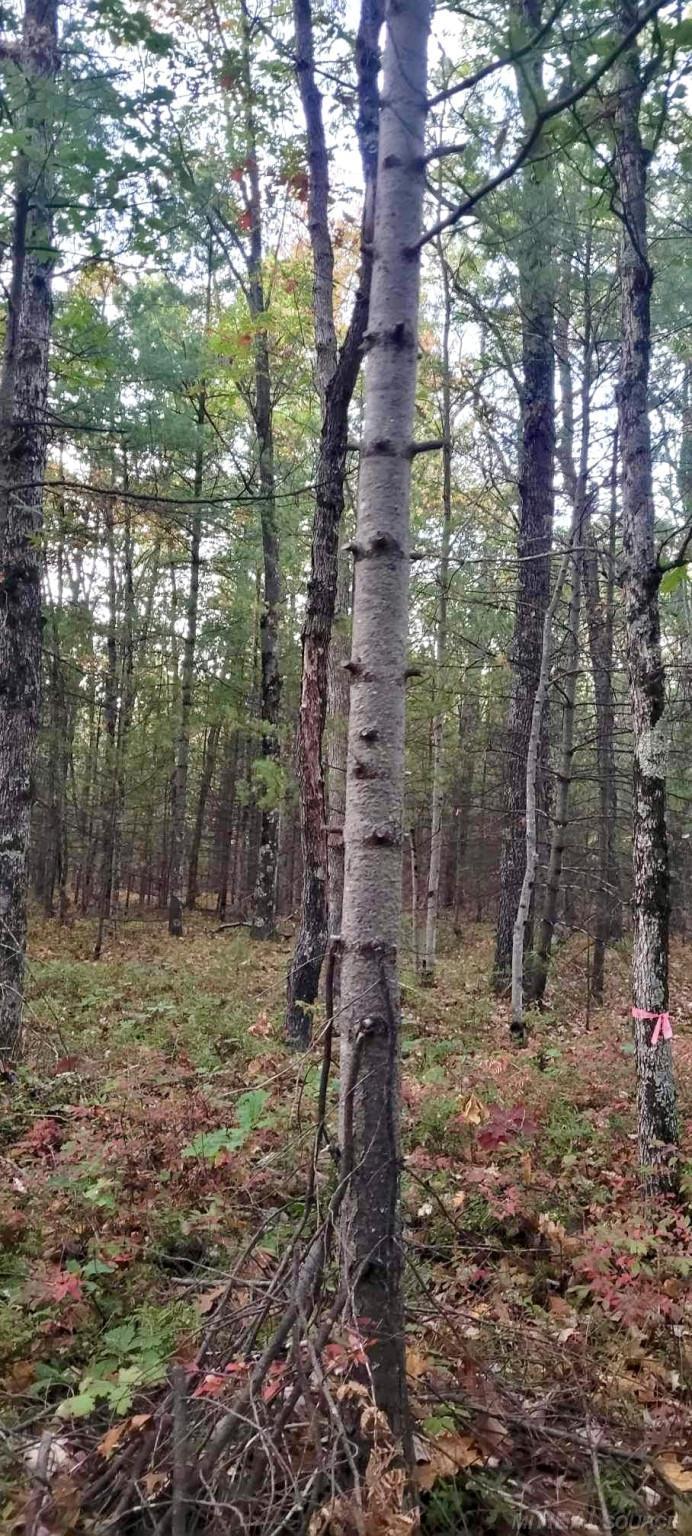 0 Old Camp Road Manistee, MI 49660 - Photo 18 of 22 Gallery Image 18