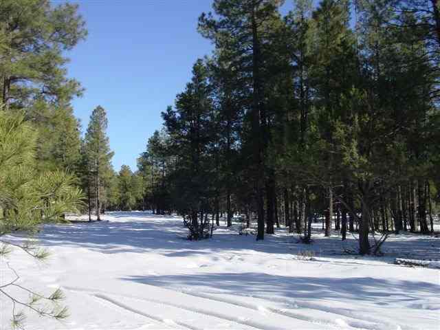 211 - 006b Dynamite Lakeside, AZ 85929 - Photo 1 of 4 a view of street with trees