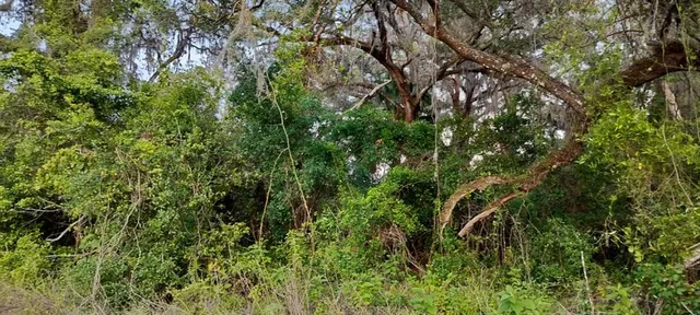 a view of a lush green forest