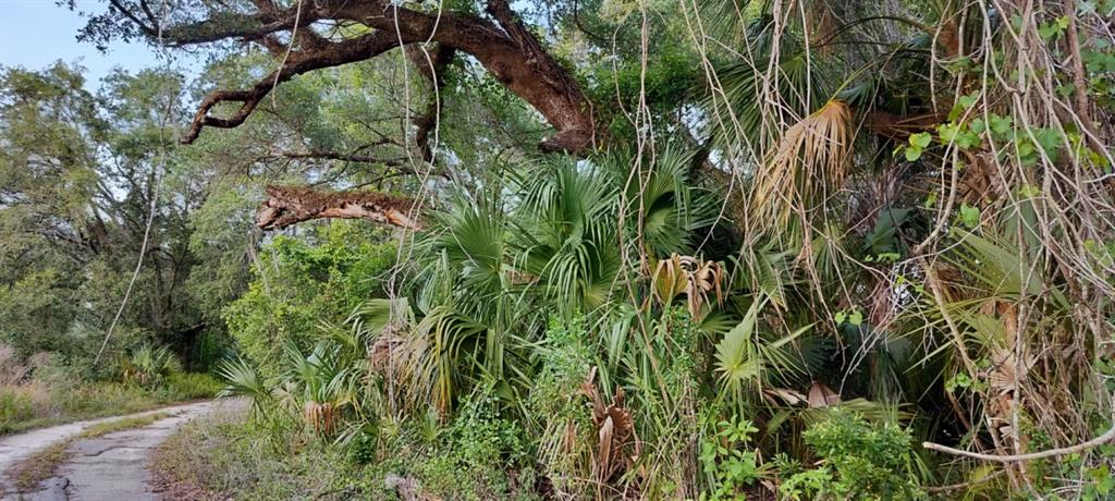 63 North Sheltering Oaks Drive Inverness, FL 34453 - Photo 12 of 22 a close up of a plant in a garden