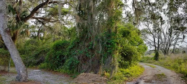 a view of a forest with large trees