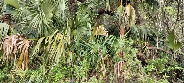 a view of a plant in a garden