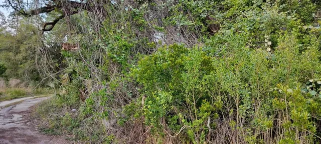 a view of a lush green forest