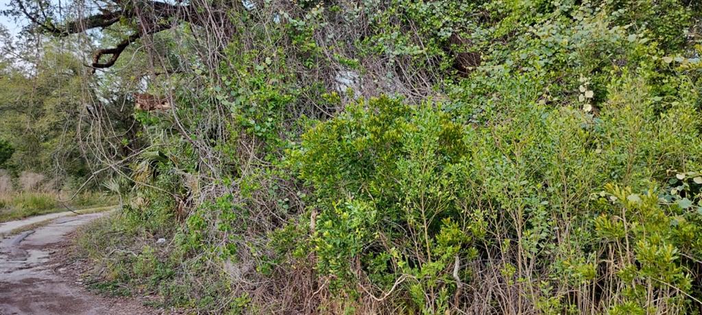 63 North Sheltering Oaks Drive Inverness, FL 34453 - Photo 16 of 22 a view of a lush green forest