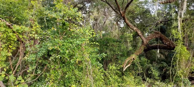 a view of a lush green forest