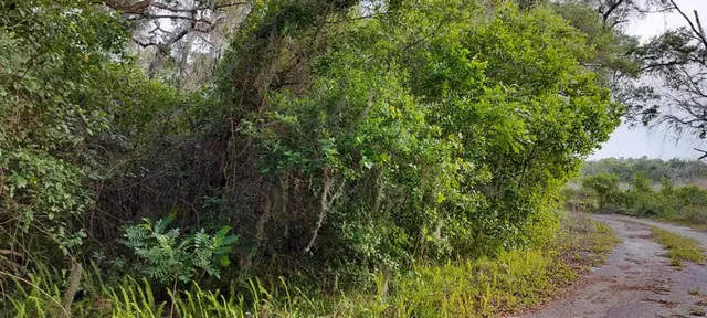 a view of a lot of trees and bushes