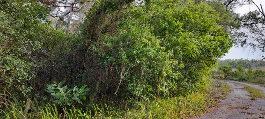 63 North Sheltering Oaks Drive Inverness, FL 34453 - Photo 19 of 22 a view of a lush green forest
