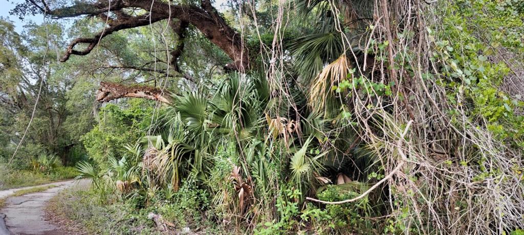 63 North Sheltering Oaks Drive Inverness, FL 34453 - Photo 21 of 22 a view of banana tree