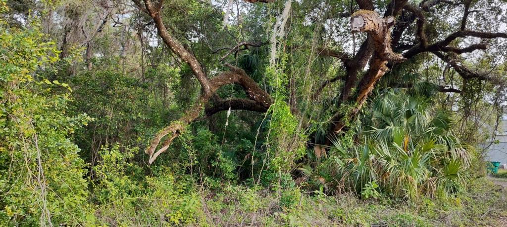 63 North Sheltering Oaks Drive Inverness, FL 34453 - Photo 22 of 22 a view of a lush green forest with lots of trees