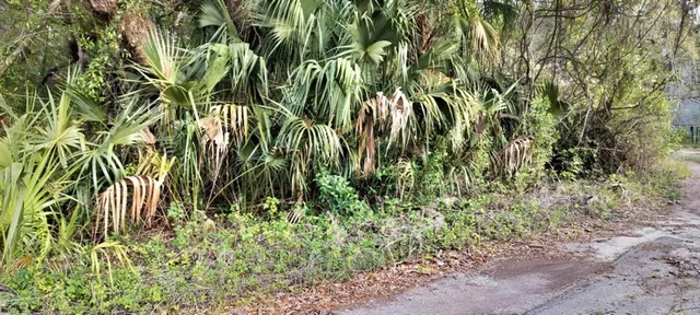 a close up of a plant