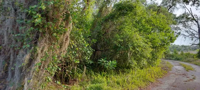 a view of a lush green forest