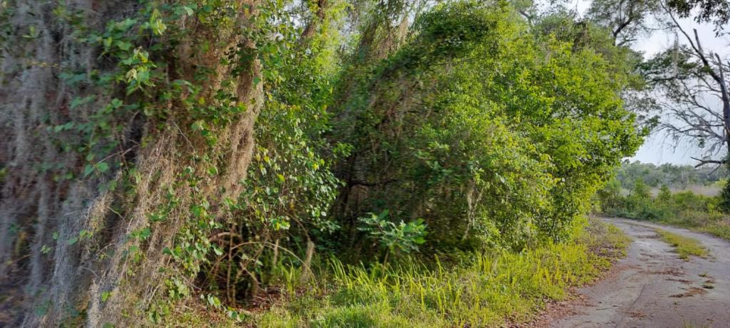 63 North Sheltering Oaks Drive Inverness, FL 34453 - Photo 8 of 22 a view of a lush green forest