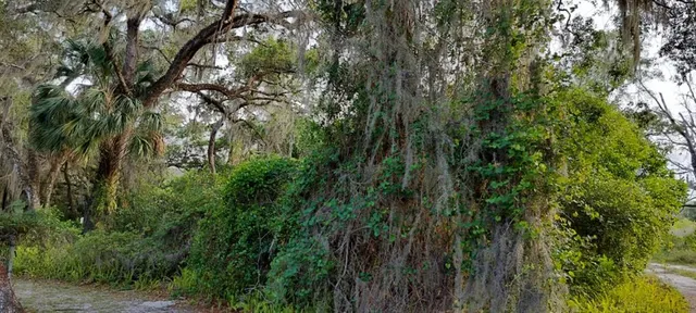 a view of a lush green forest with large trees