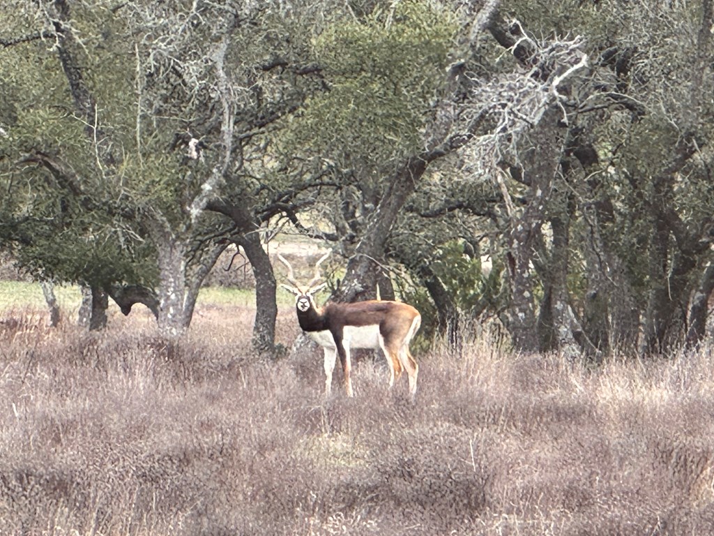 111 Axis Circle, Unit 111 Fredericksburg, TX 78624 - Photo 11 of 11