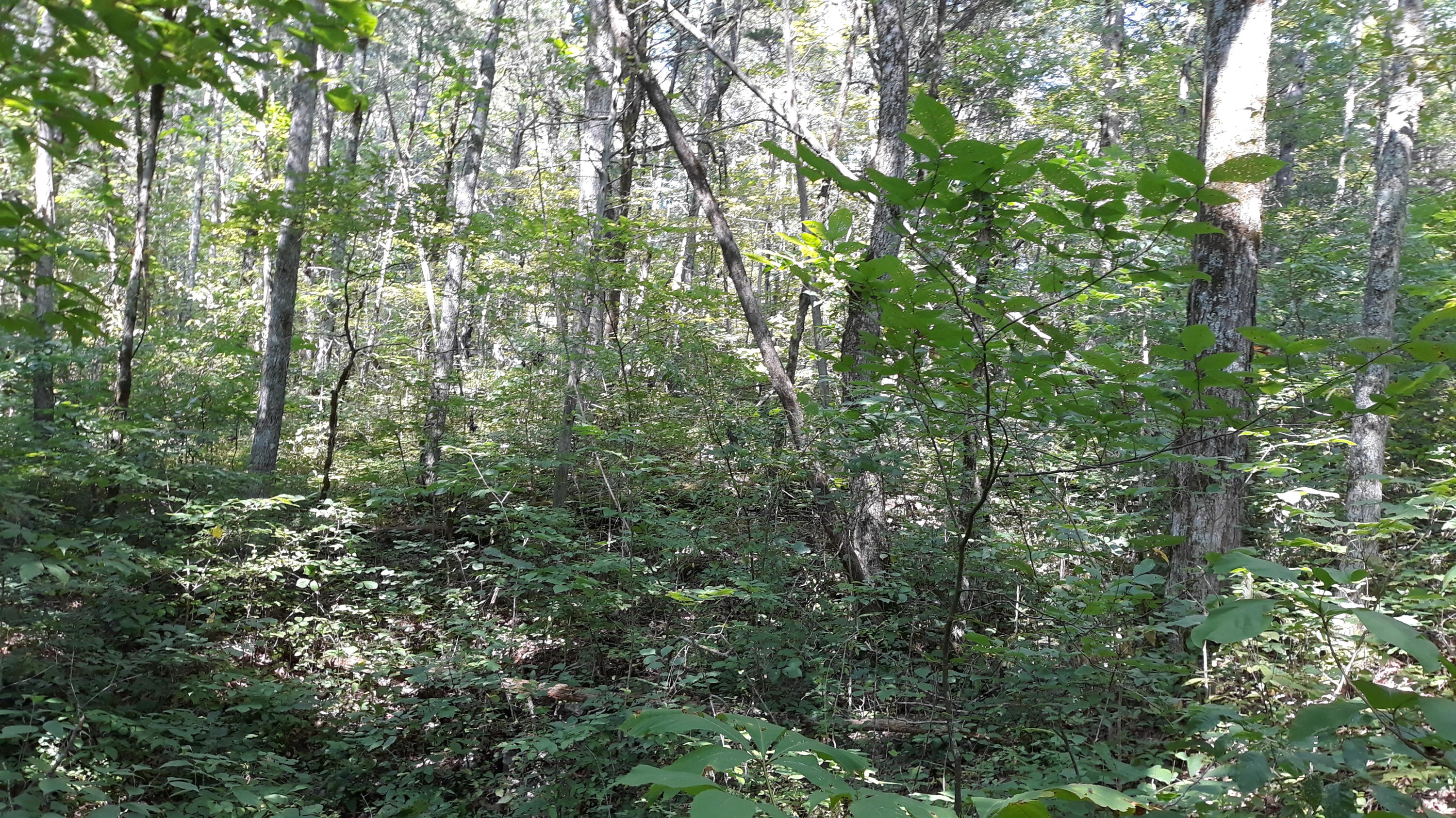 239 Brooks Gap Road Clinton, TN 37716 - Photo 9 of 10 20190726_164927
