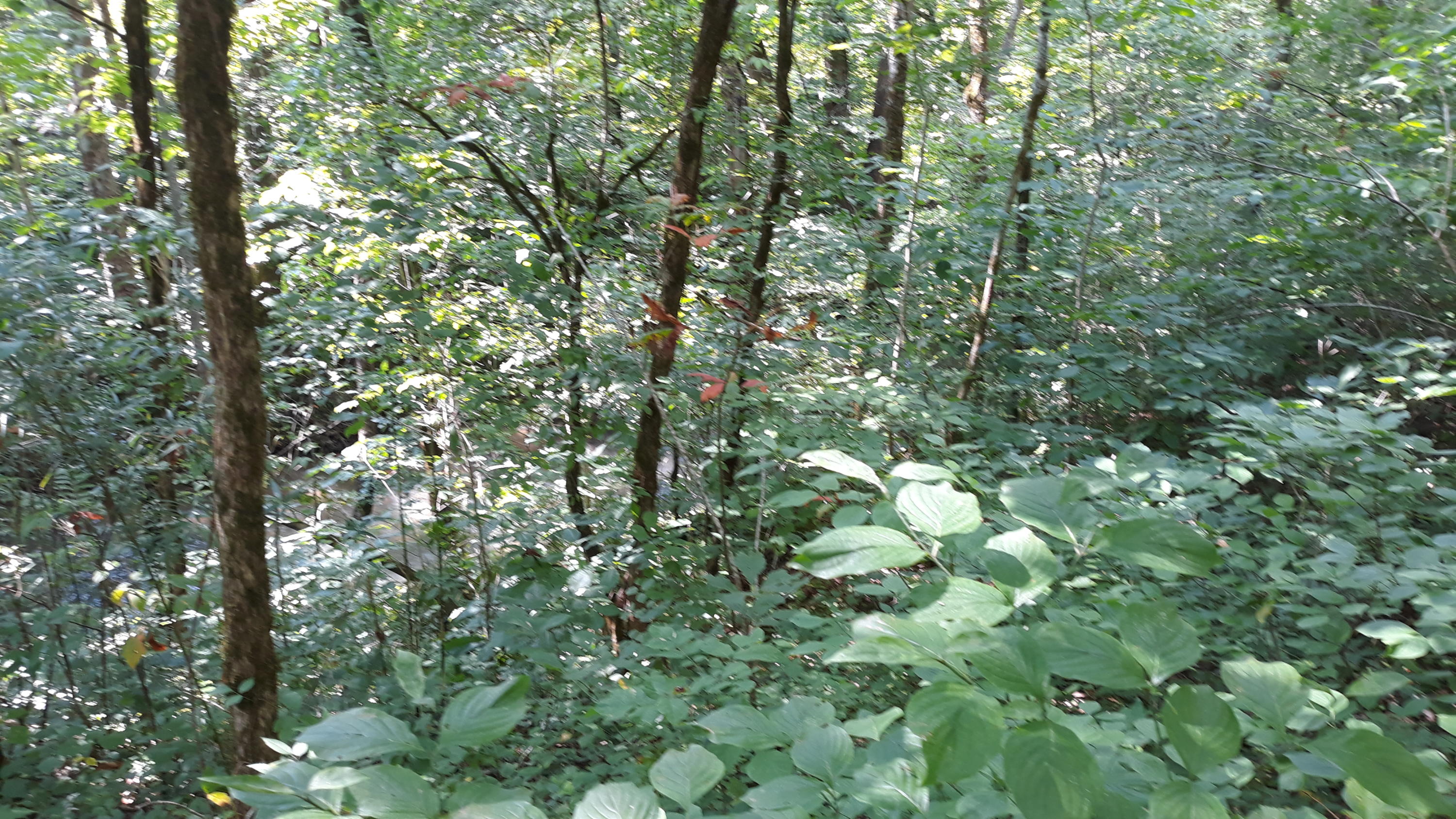 239 Brooks Gap Road Clinton, TN 37716 - Photo 10 of 10 20190726_164933