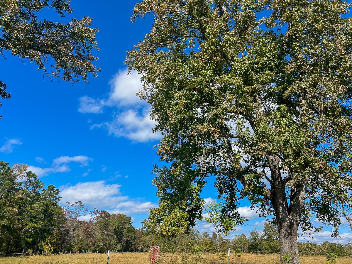 1 Fm 355 Trinity, TX 75862 - Photo 4 of 7