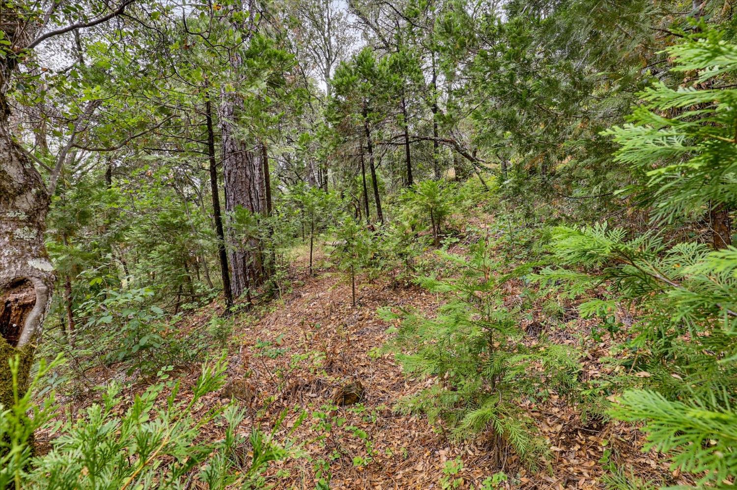 17422 Scopar Road Grass Valley, CA 95949 - Photo 52 of 63