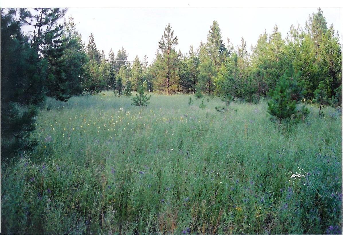 Verdant 4.86 Acres in Caliber Ranch