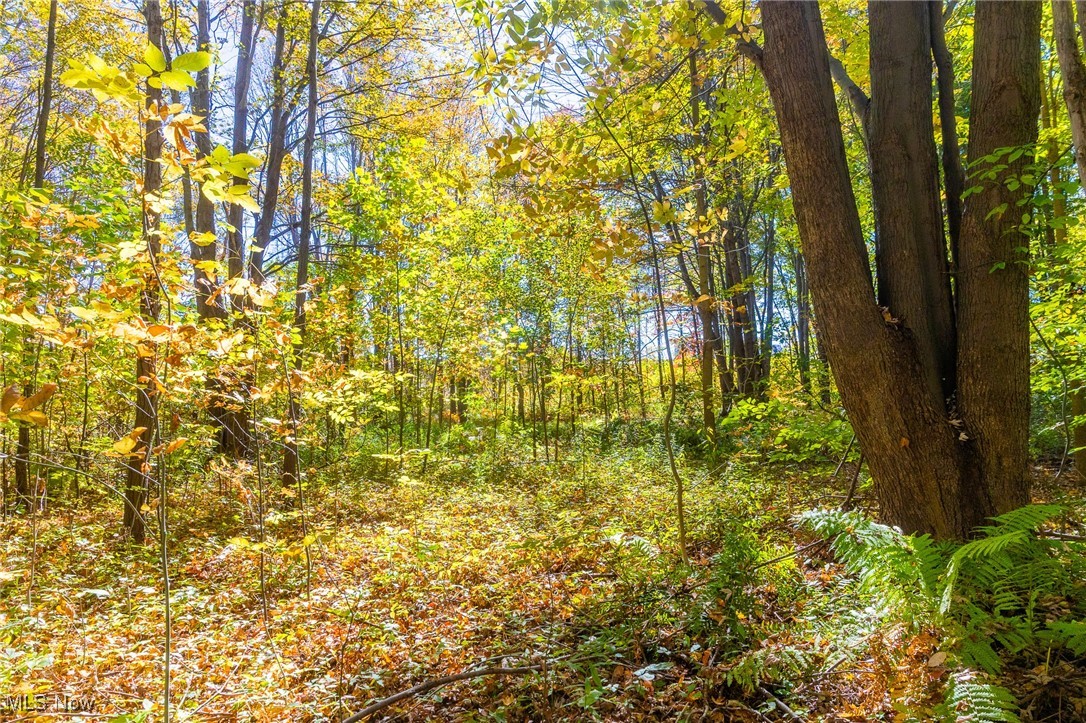 529 Furnace Road Conneaut, OH 44030 - Photo 18 of 37 View of wooded area