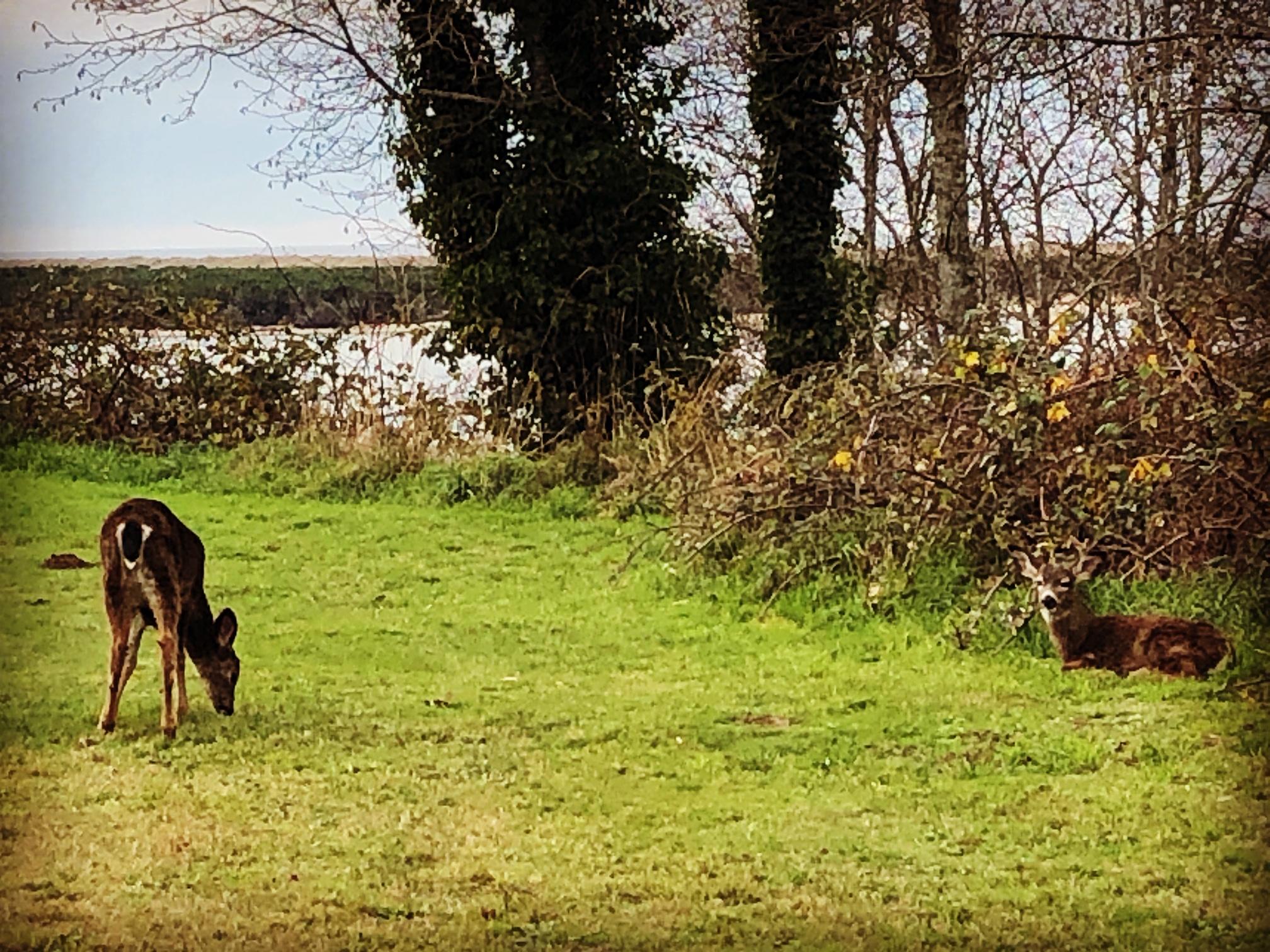 4825 Old State Road Tillamook, OR 97141 - Photo 14 of 16 deer & Netarts Bay