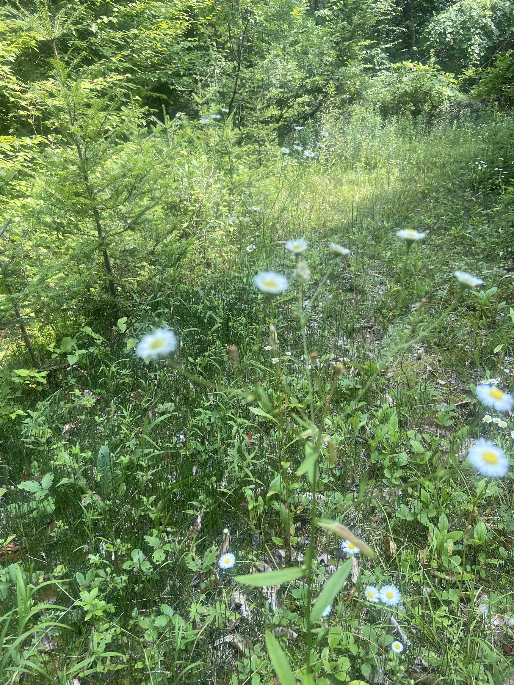 88 Cedar Lane, Unit 5 Peru, VT 05152 - Photo 23 of 23