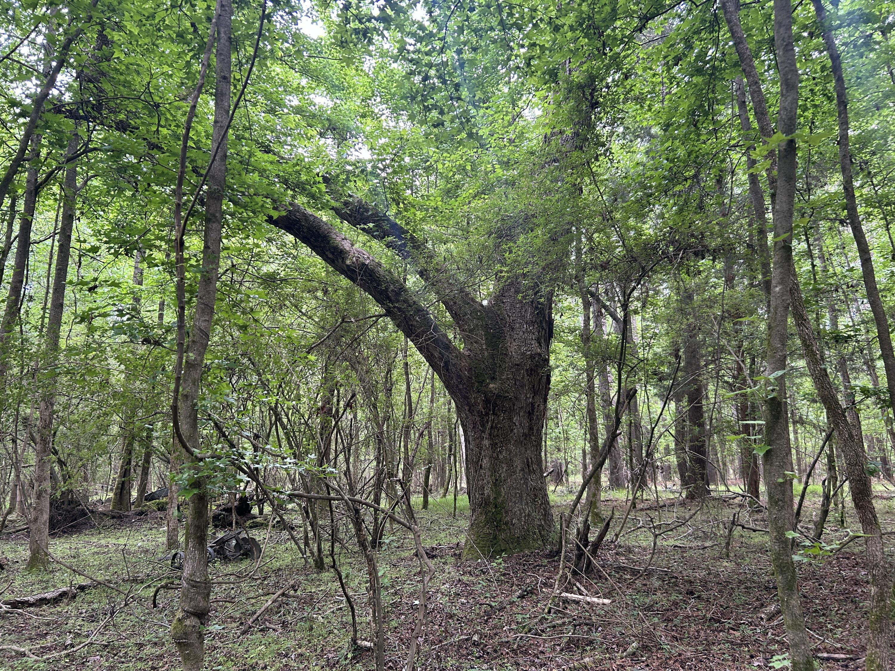 0 Pineview Farm Rd Lane Lane, SC 29564 - Photo 1 of 18 IMG_6715