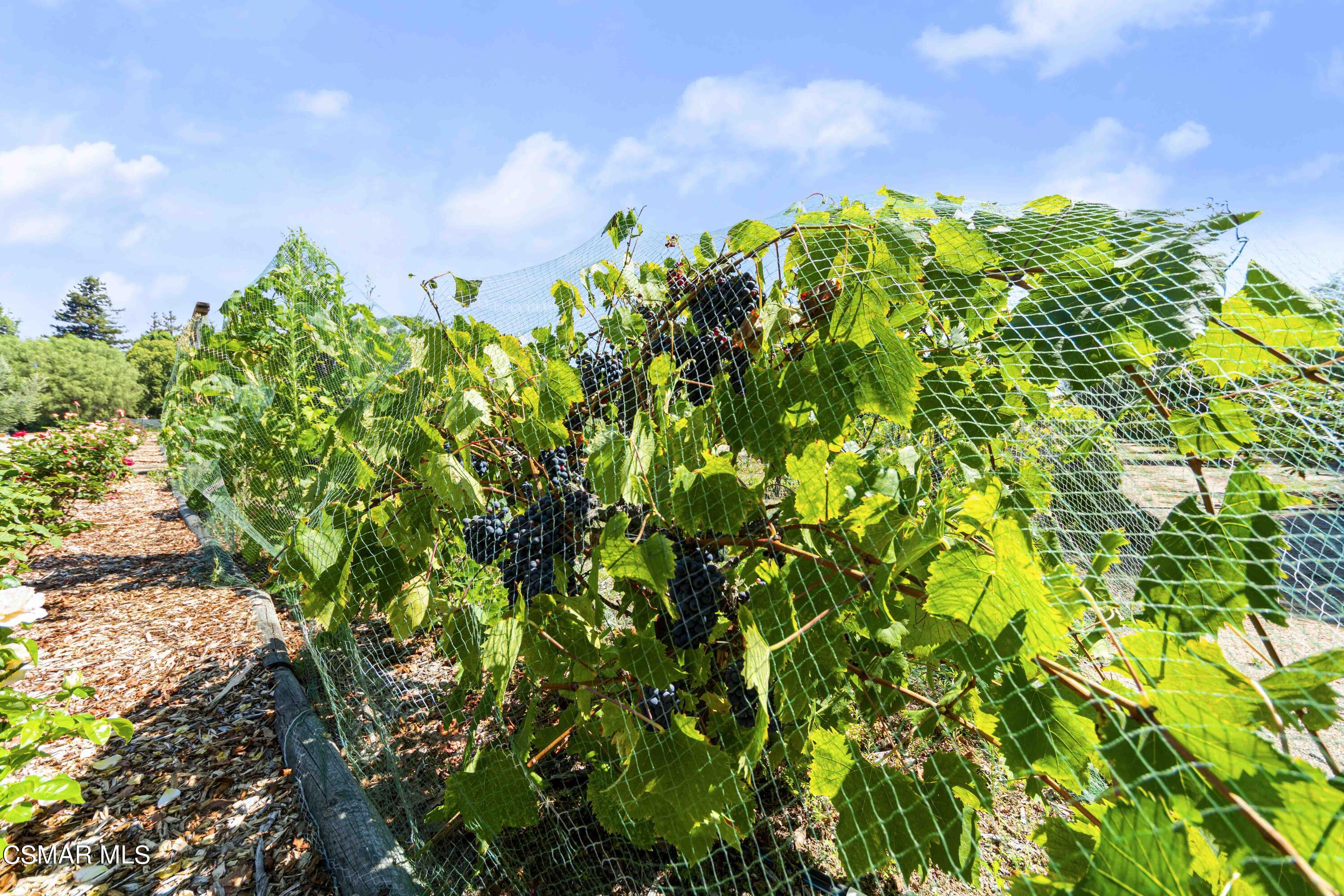 2382 Duval Road Camarillo, CA 93012 - Photo 66 of 85 DSC07140