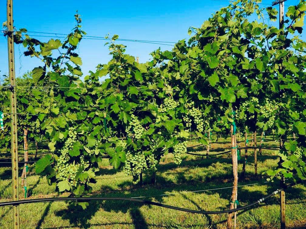 3399 Peterson Road South Iowa Park, TX 76367 - Photo 3 of 40 a backyard of a house