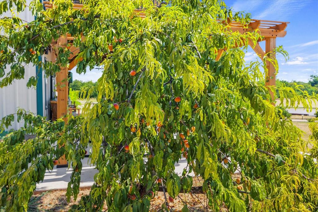 3399 Peterson Road South Iowa Park, TX 76367 - Photo 39 of 40 a view of a yard