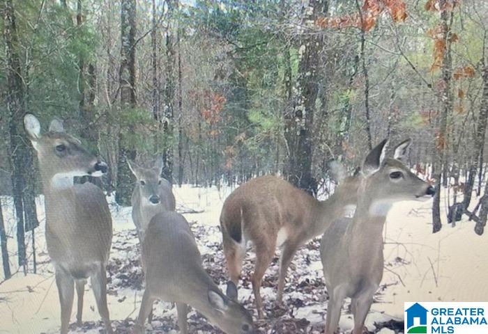 580 Idalia Road Talladega, AL 35160 - Photo 44 of 47