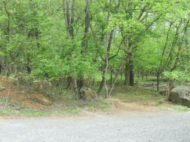 a view of a forest with trees