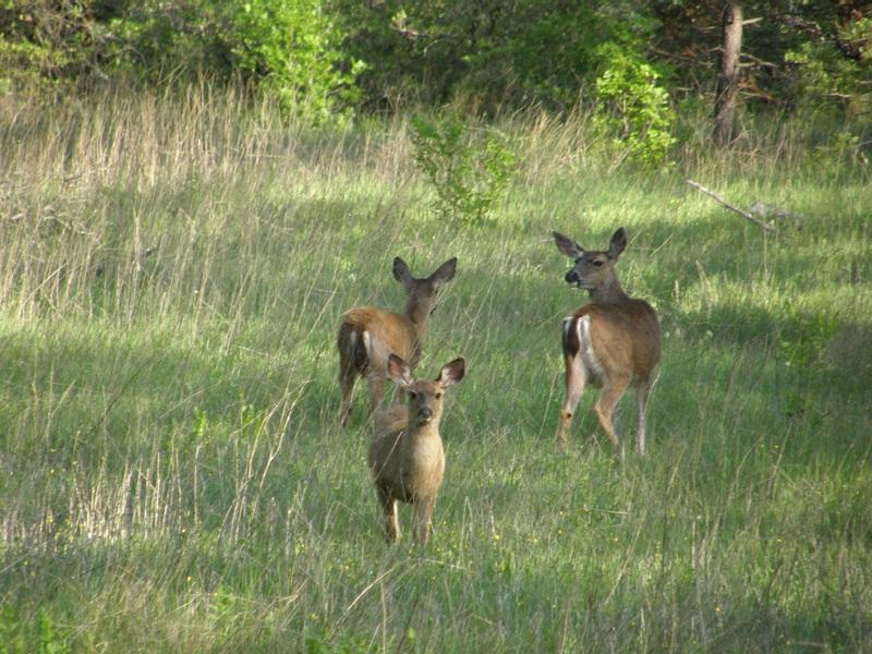 Clover Creek Road Oak Run, CA 96069 - Photo 17 of 17 Wildlife