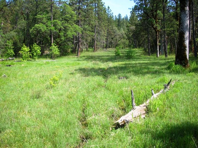 Clover Creek Road Oak Run, CA 96069 - Photo 4 of 17 Meadow