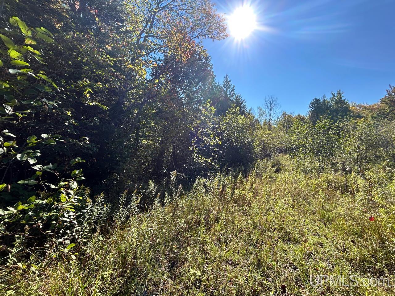 40-acres 40-acres Camp Road Shingleton, MI 49884 - Photo 18 of 20