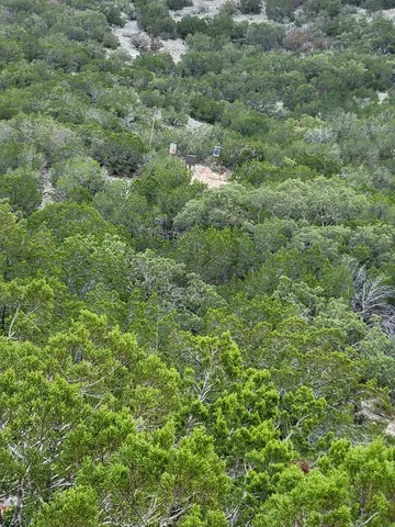 a view of a lush green forest