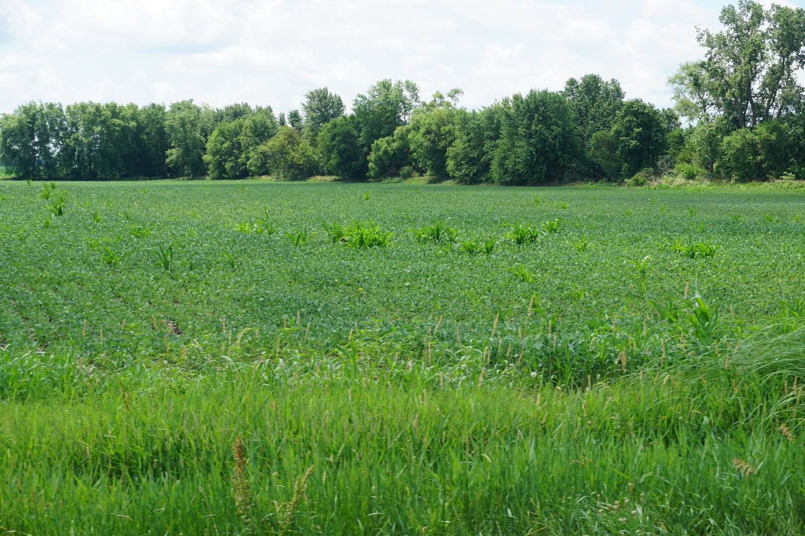11338 East 9000 Road Grant Park, IL 60940 - Photo 3 of 7 a view of a lush green space