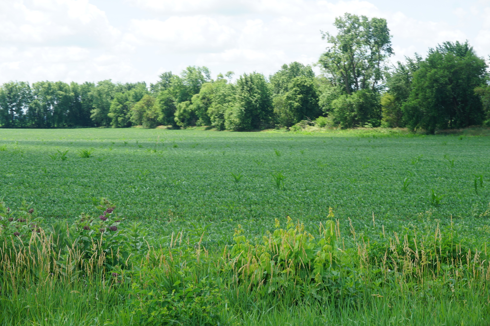 11338 East 9000 Road Grant Park, IL 60940 - Photo 5 of 7 a view of a green field with wooden fence
