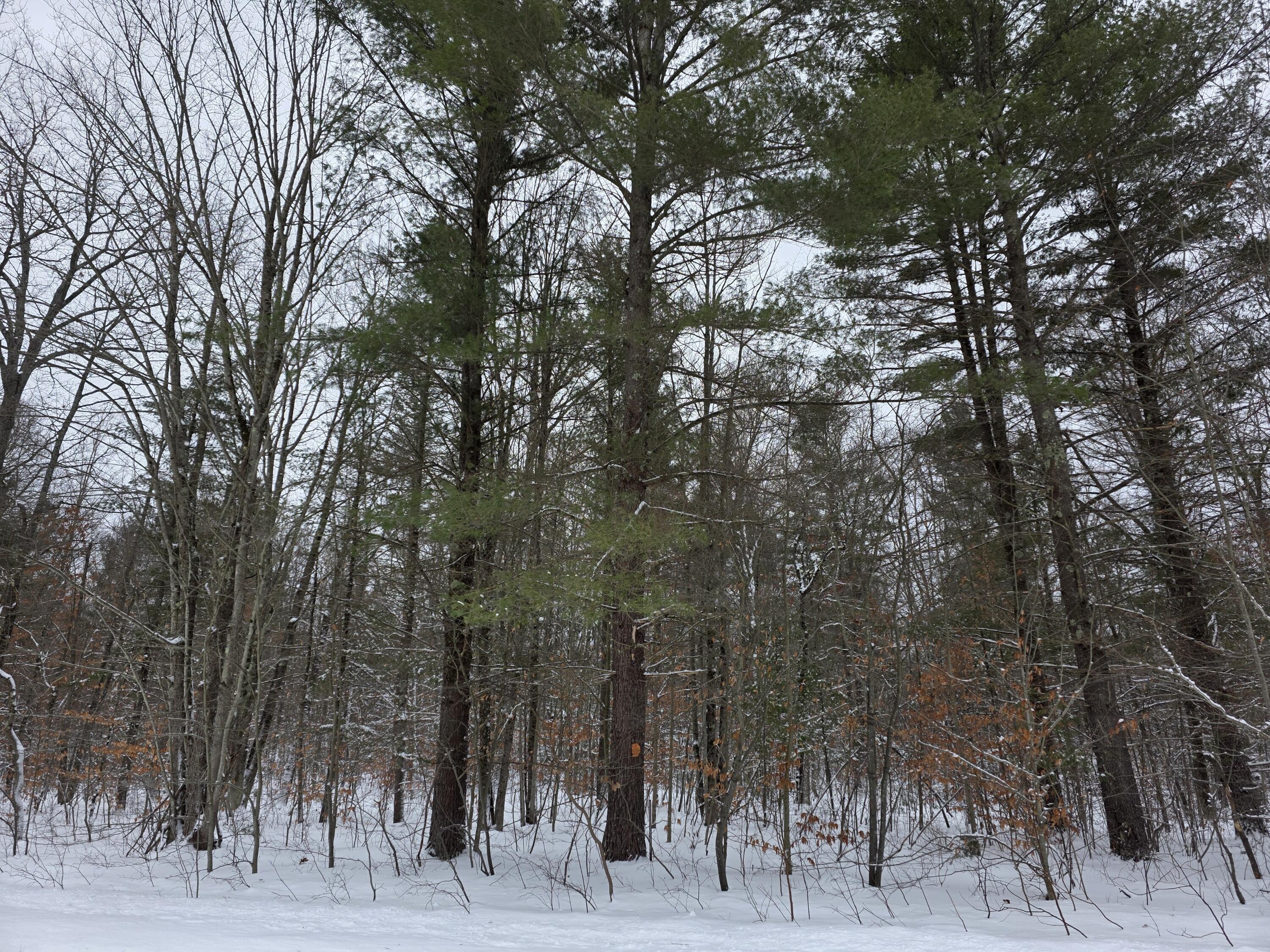 Coates Highway Brethren, MI 49619 - Photo 2 of 15 20251230_113329_resized