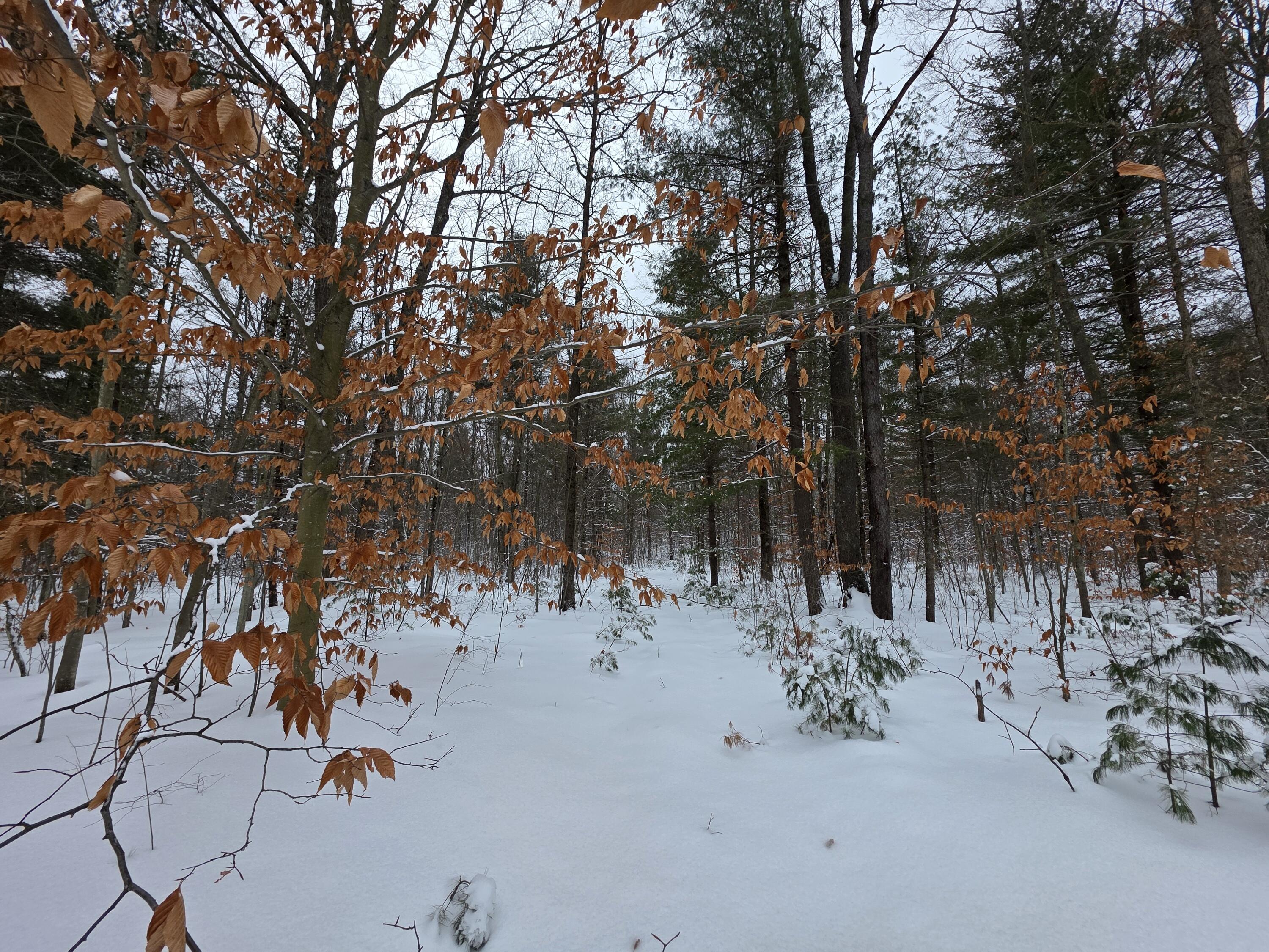 Coates Highway Brethren, MI 49619 - Photo 5 of 15 20251230_112949_resized