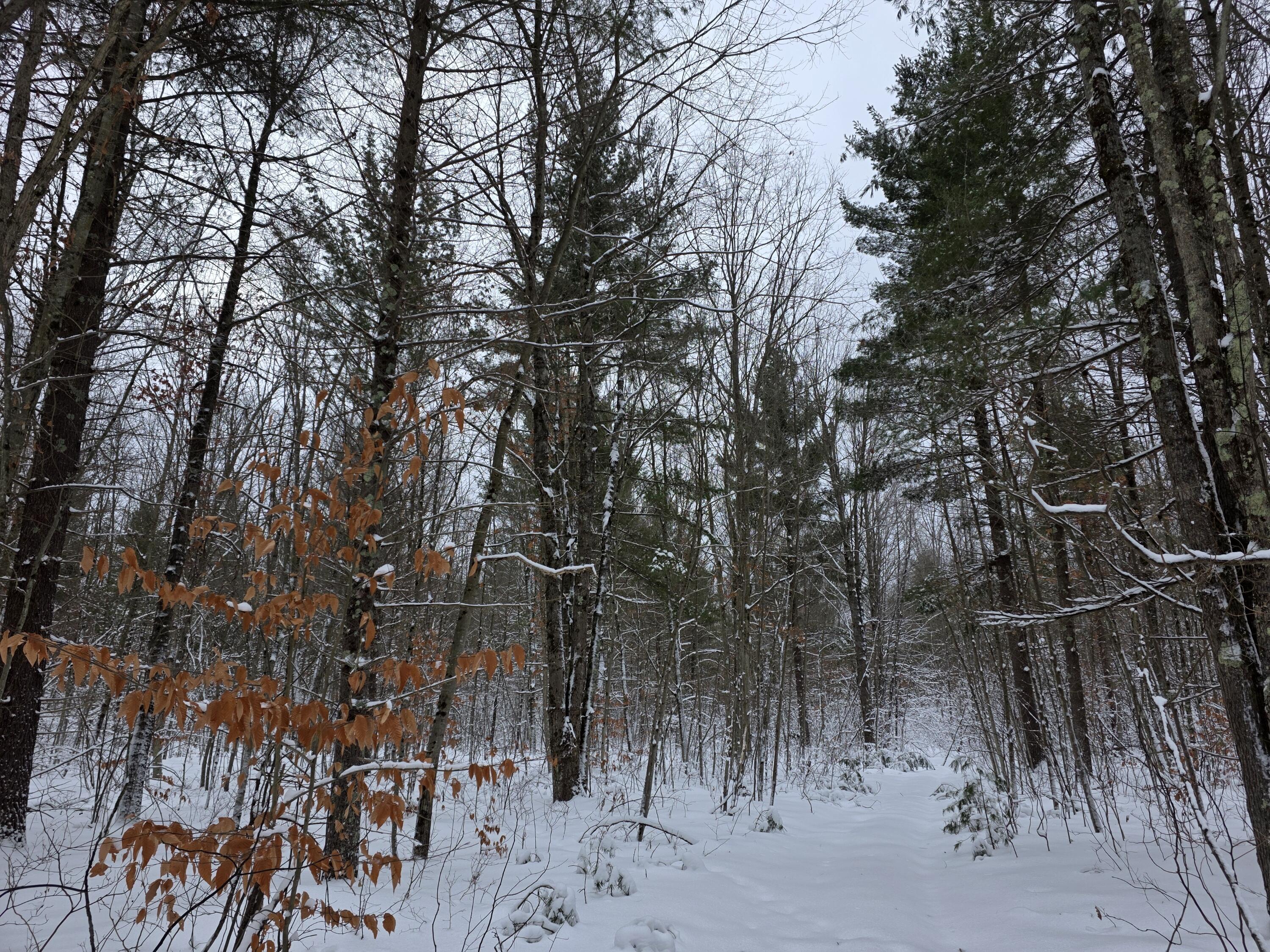 Coates Highway Brethren, MI 49619 - Photo 6 of 15 20251230_113051_resized