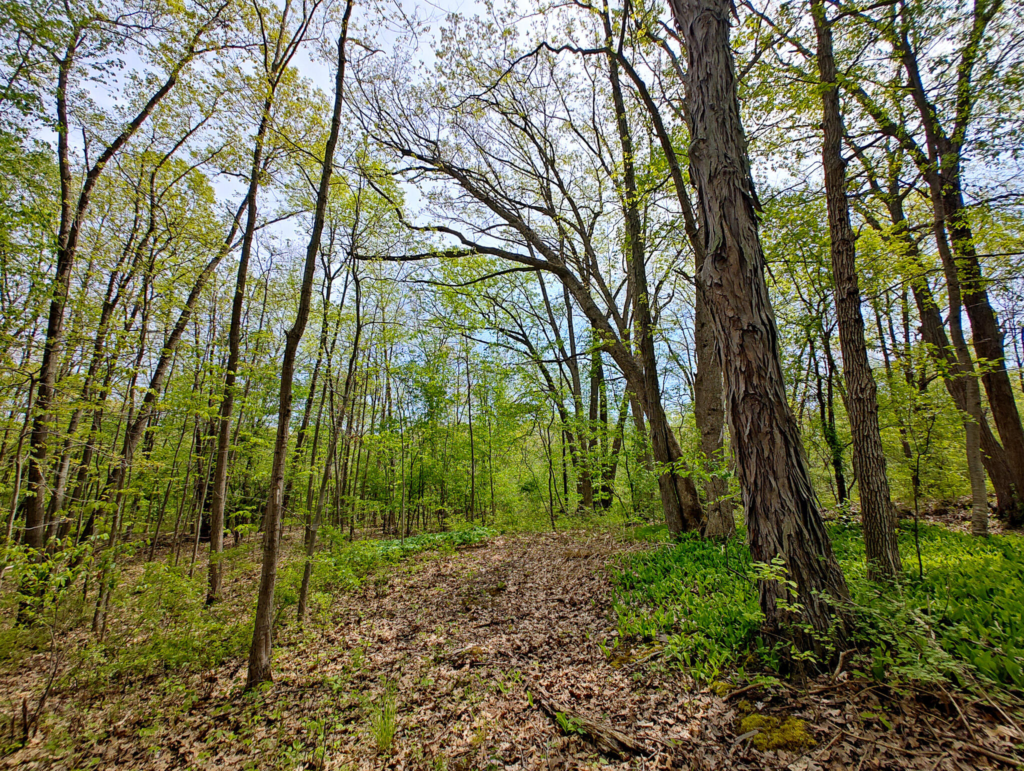 Vl Vl Tipsico Lake Road Fenton, MI 48430 - Photo 10 of 21 IMG_20260518_120653862_HDR