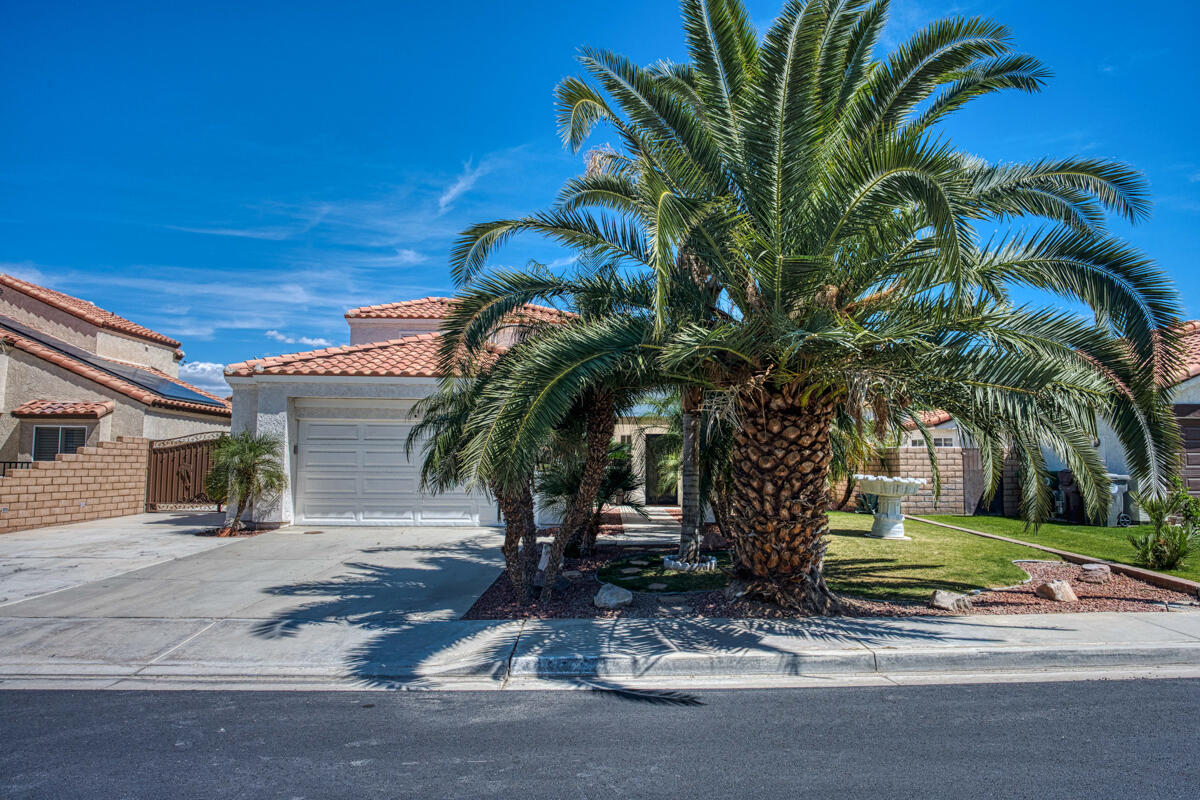 a view of a palm tree with yard