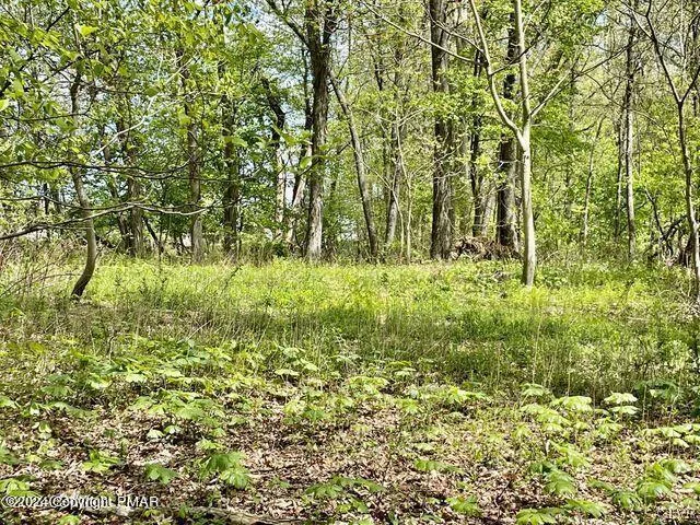 a view of a lush green forest