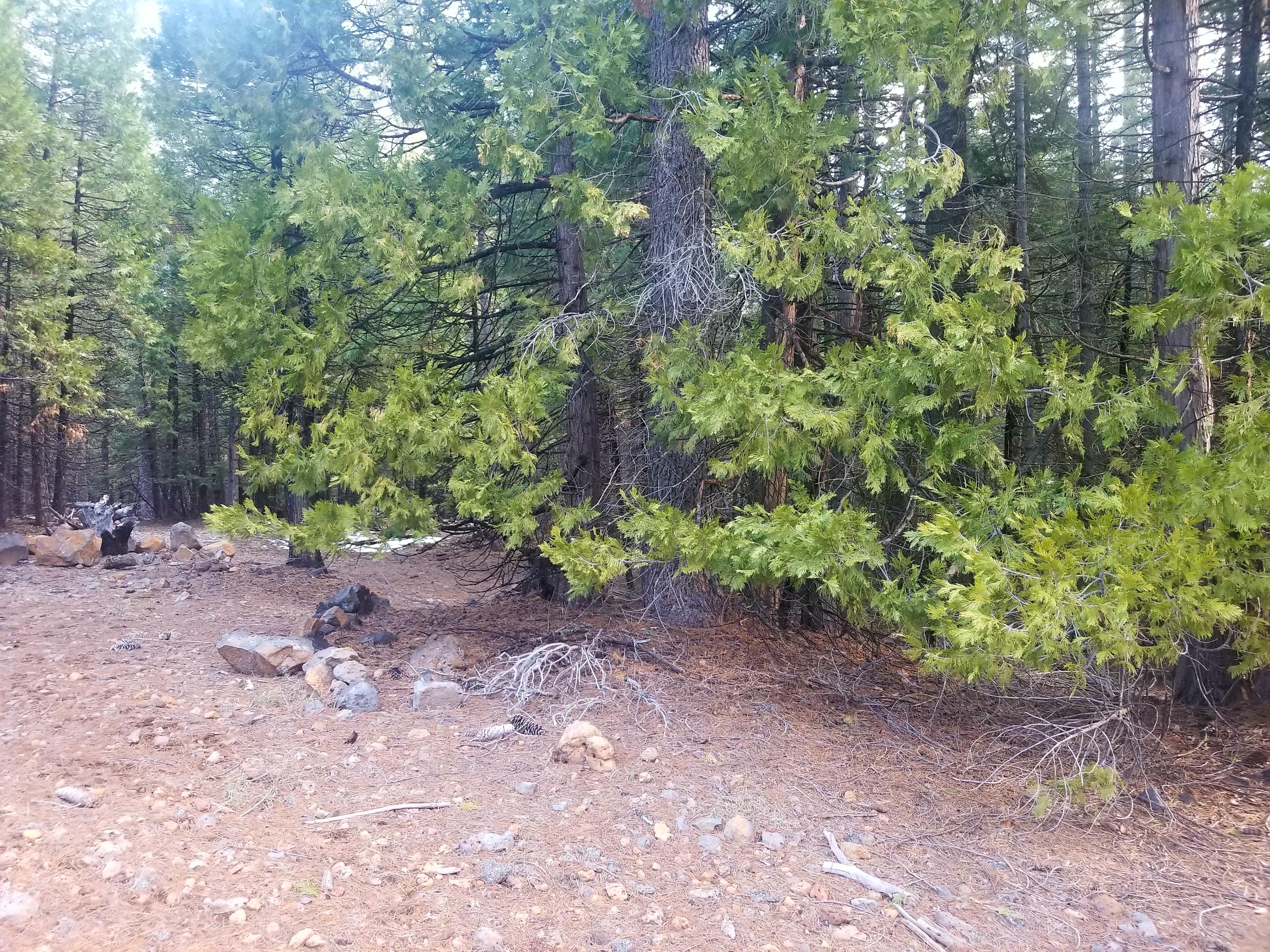 Samuel Shingletown, CA 96088 - Photo 3 of 7 a view of a forest that has a tree