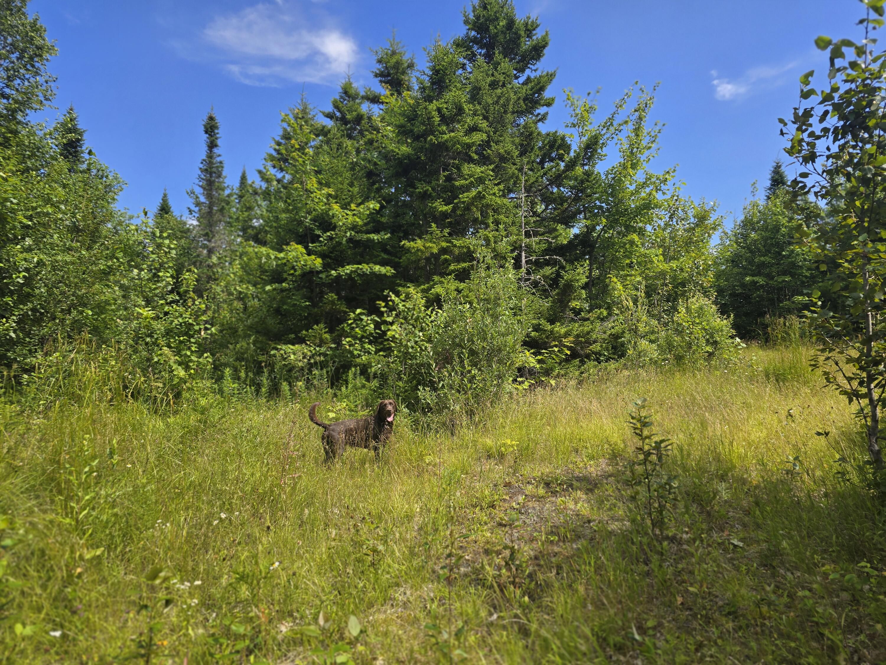 5 Ackley Pond Road Mount Chase, ME 04765 - Photo 6 of 18 20250722_104920