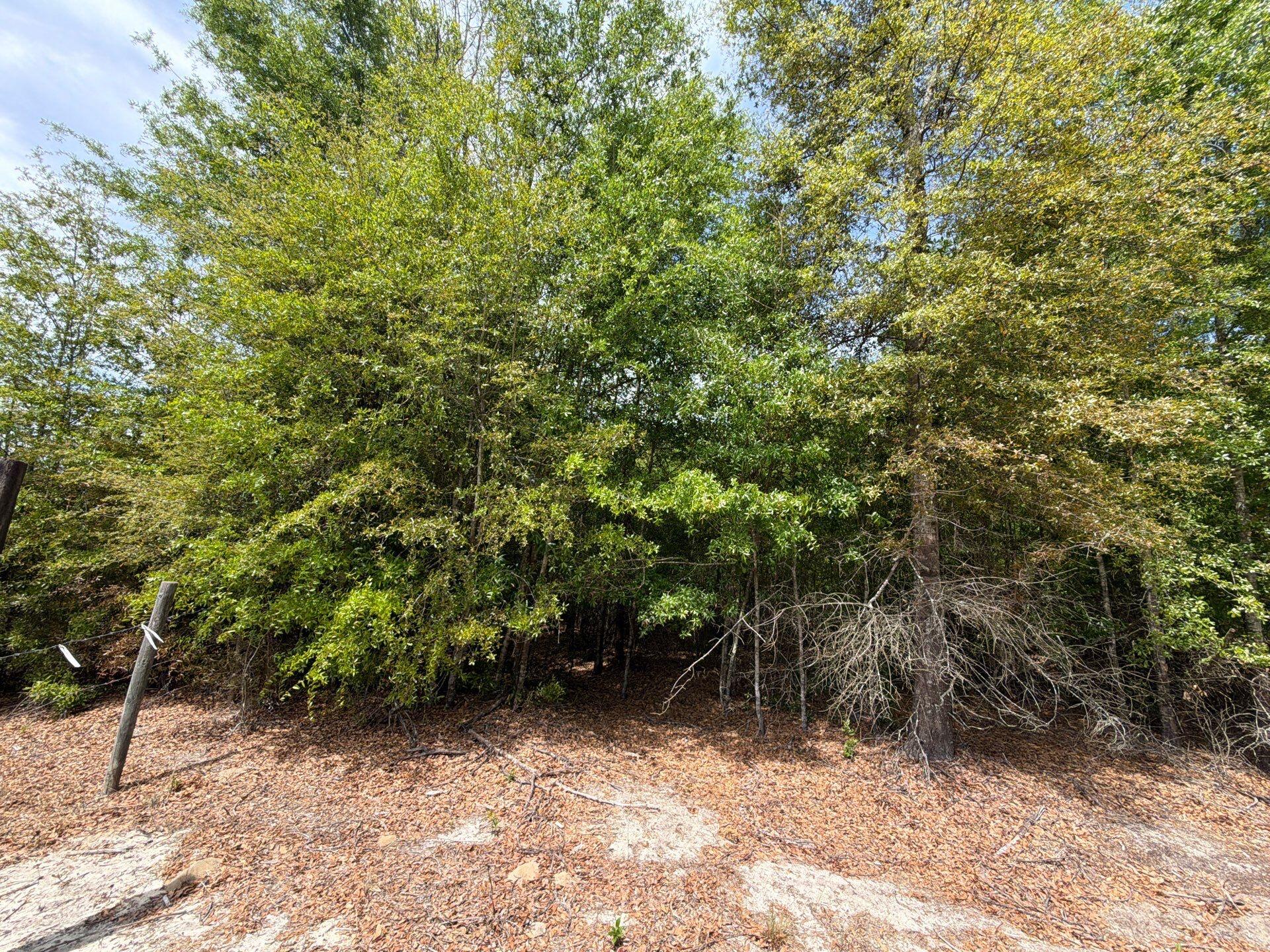 5 Rogers Cemetery Road, Unit RRF 5 Salley, SC 29137 - Photo 4 of 24