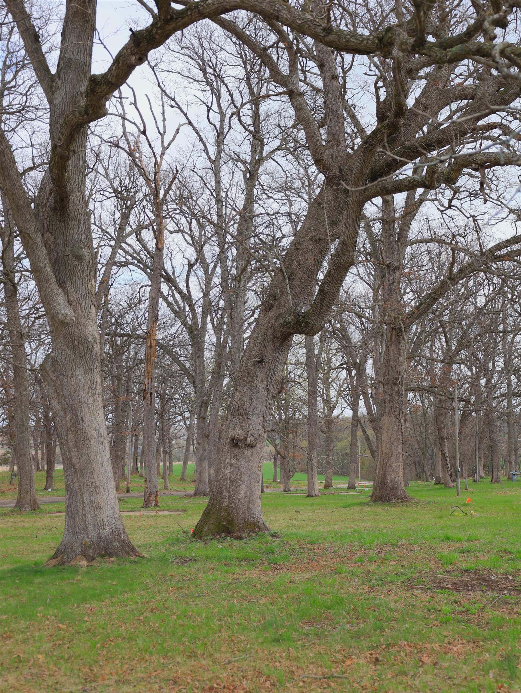 4500 East River Road Ridott, IL 61067 - Photo 42 of 54 a large tree in middle of the garden